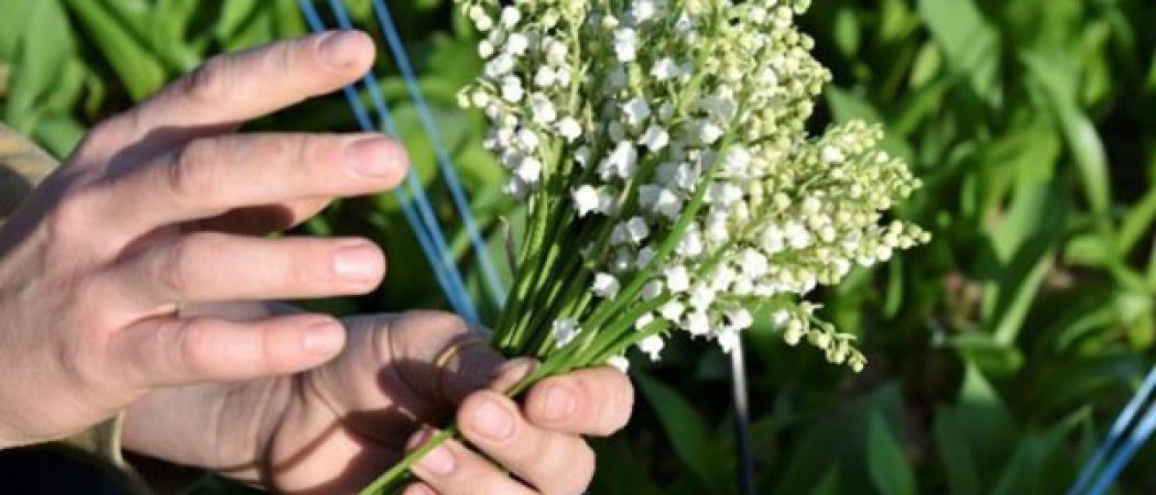 34 000 brins de muguet offerts dans les Ehpad de Loire-Atlantique