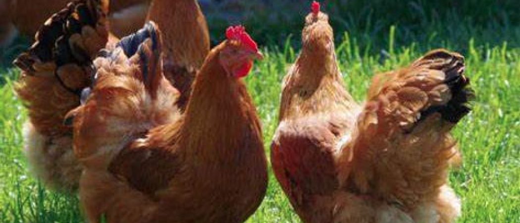 799 foyers de grippe aviaire dans les Pays de la Loire