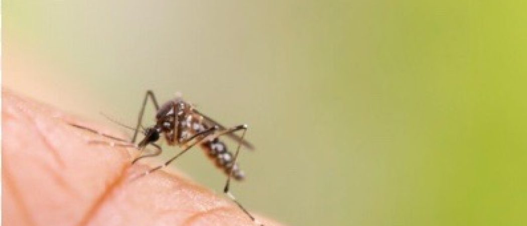 La région Pays de la Loire envahie par des moustiques