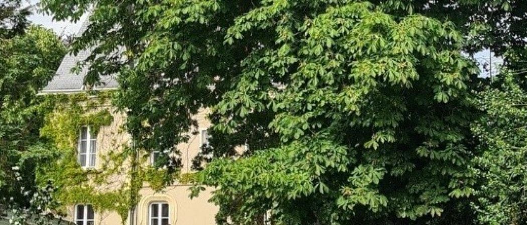 LAVAL : des arbres centenaires abattus en catimini