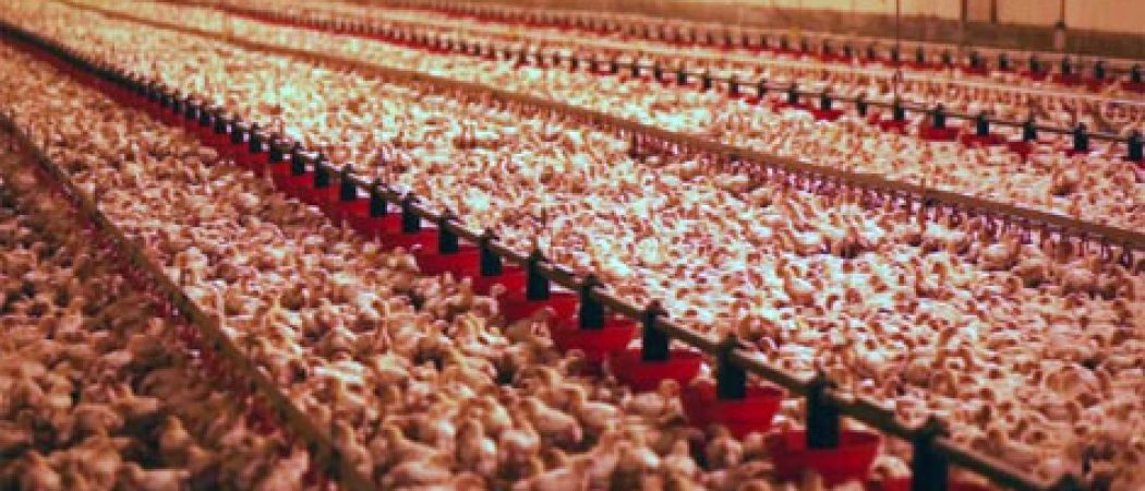 LDC Le Gaulois mis en cause par L214 et l’Union Populaire sur le martyre des animaux