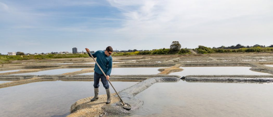 Le Département de Loire-Atlantique  renforce la préservation des marais salants et l’activité des paludiers