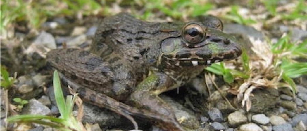 Le scandale des grenouilles à Vittel