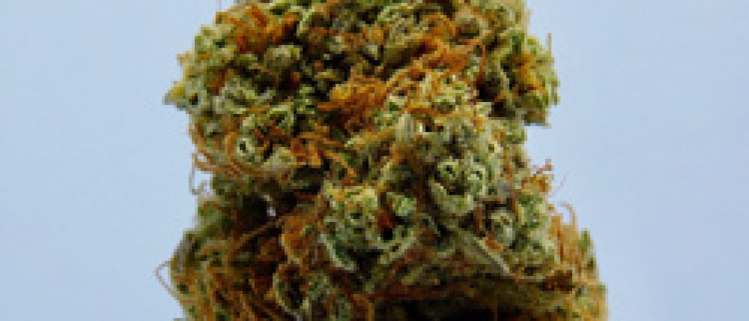 Quel est le magasin cbd Frejus le plus fiable ?