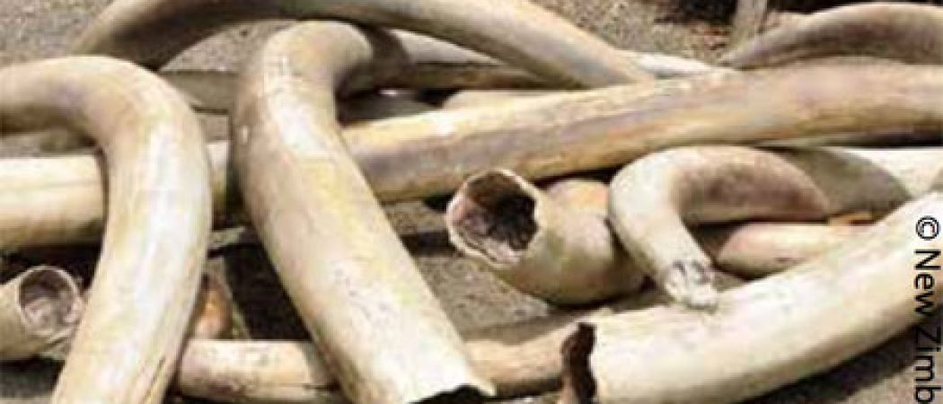 Rennes : ouverture du procès des fossoyeurs d’éléphants et de rhinocéros