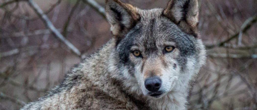 Un loup identifié en Loire-Atlantique vers Saint-Brevin-les-pins